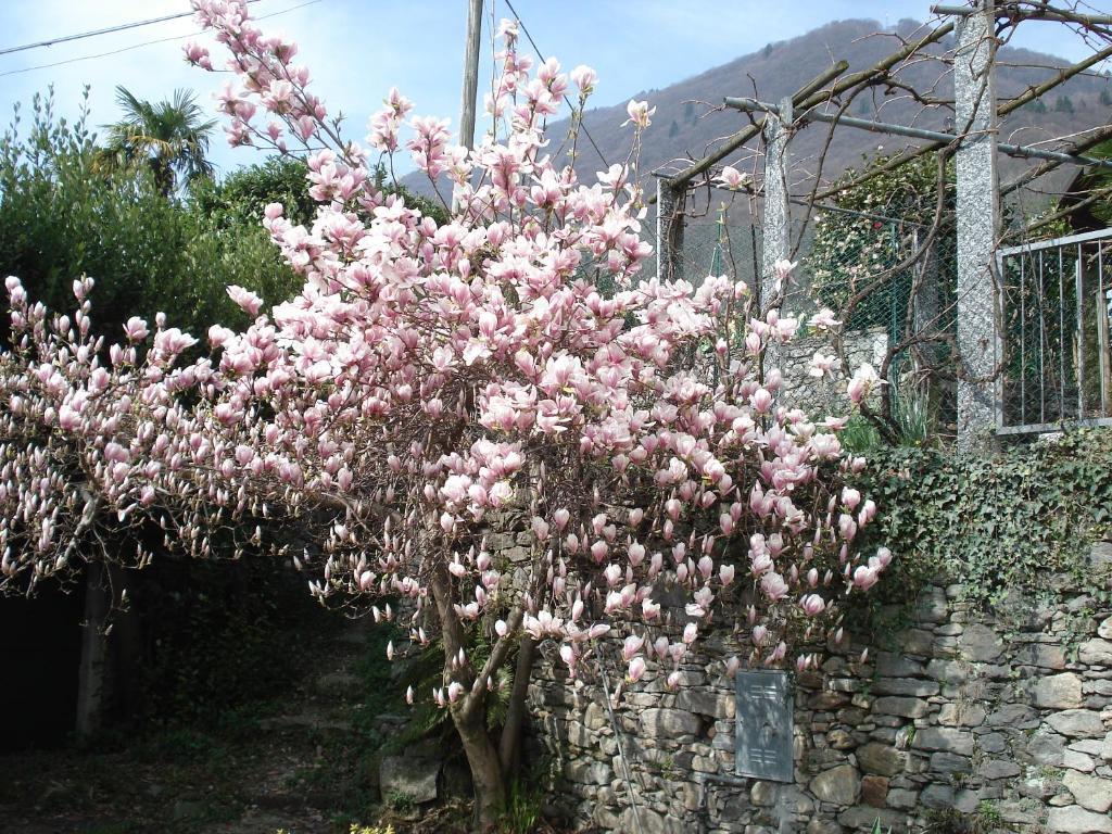 Casale Fe-Wo - Appartamenti Con Vista Lago Cannero Riviera Εξωτερικό φωτογραφία